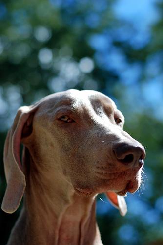 weimaraner