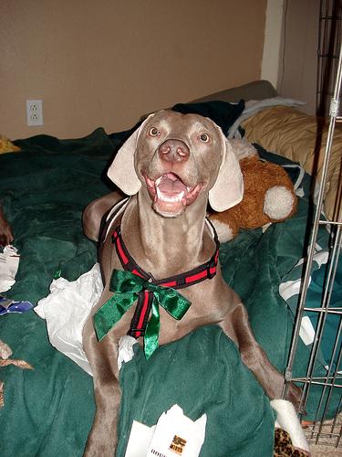 A dog image from https://images.dog.ceo/breeds/weimaraner/n02092339_2247.jpg