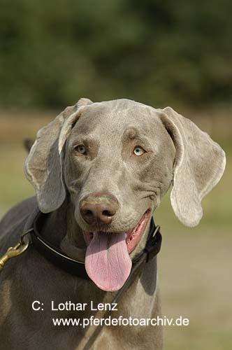 A dog image from https://images.dog.ceo/breeds/weimaraner/n02092339_272.jpg