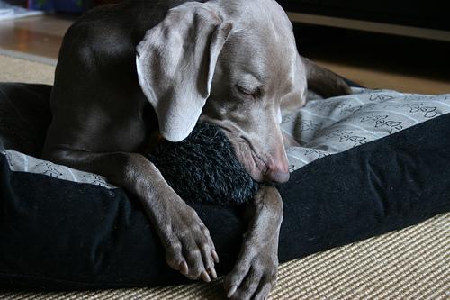 A dog image from https://images.dog.ceo/breeds/weimaraner/n02092339_289.jpg