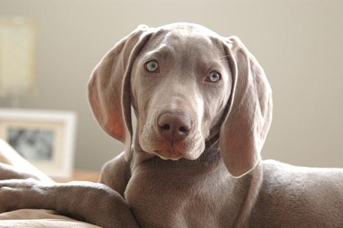 A dog image from https://images.dog.ceo/breeds/weimaraner/n02092339_2941.jpg