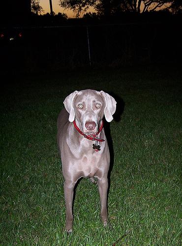 A dog image from https://images.dog.ceo/breeds/weimaraner/n02092339_3171.jpg