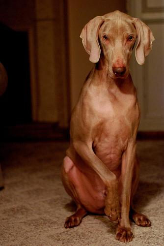 A dog image from https://images.dog.ceo/breeds/weimaraner/n02092339_3663.jpg