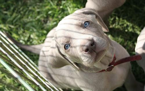 A dog image from https://images.dog.ceo/breeds/weimaraner/n02092339_3804.jpg