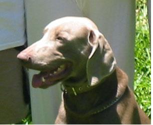 A dog image from https://images.dog.ceo/breeds/weimaraner/n02092339_392.jpg