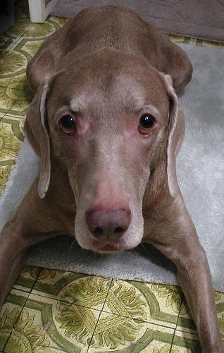 A dog image from https://images.dog.ceo/breeds/weimaraner/n02092339_4271.jpg