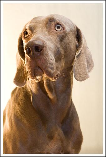 A dog image from https://images.dog.ceo/breeds/weimaraner/n02092339_436.jpg