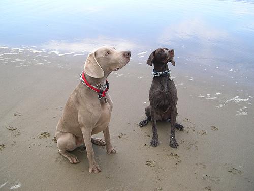 A dog image from https://images.dog.ceo/breeds/weimaraner/n02092339_4378.jpg