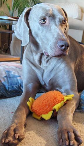 A dog image from https://images.dog.ceo/breeds/weimaraner/n02092339_4410.jpg