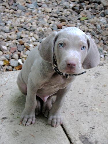 weimaraner