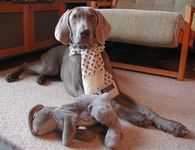 A dog image from https://images.dog.ceo/breeds/weimaraner/n02092339_514.jpg