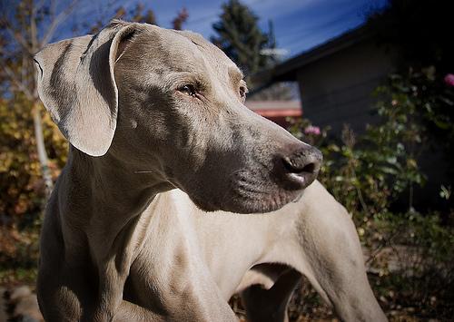 A dog image from https://images.dog.ceo/breeds/weimaraner/n02092339_5292.jpg