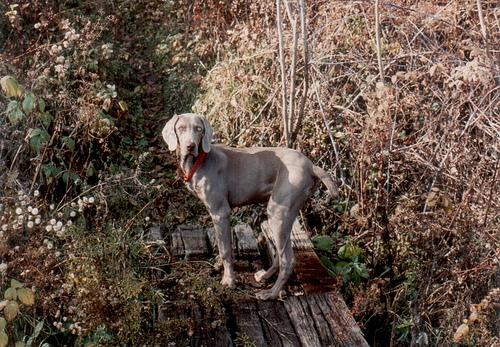 A dog image from https://images.dog.ceo/breeds/weimaraner/n02092339_5313.jpg