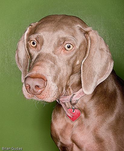 A dog image from https://images.dog.ceo/breeds/weimaraner/n02092339_5818.jpg