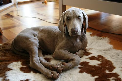 A dog image from https://images.dog.ceo/breeds/weimaraner/n02092339_5981.jpg