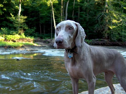 weimaraner