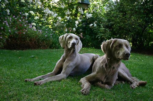 A dog image from https://images.dog.ceo/breeds/weimaraner/n02092339_6401.jpg