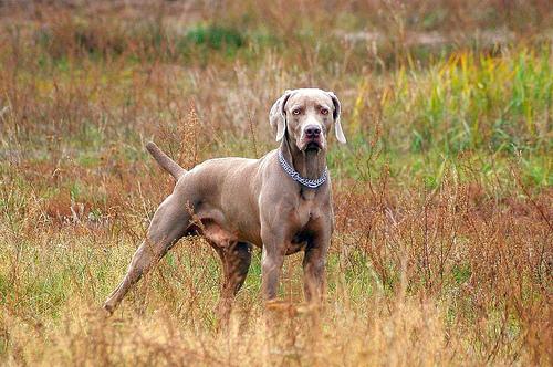 A dog image from https://images.dog.ceo/breeds/weimaraner/n02092339_6410.jpg