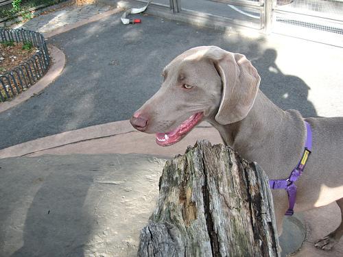 A dog image from https://images.dog.ceo/breeds/weimaraner/n02092339_6530.jpg