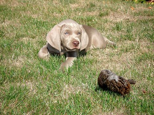 weimaraner