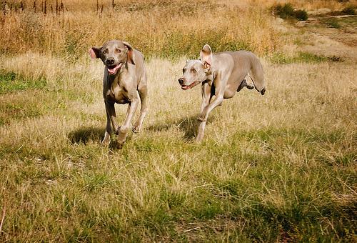 A dog image from https://images.dog.ceo/breeds/weimaraner/n02092339_6752.jpg