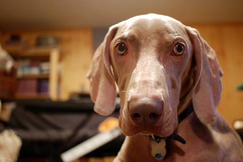 weimaraner