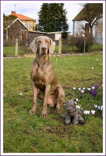 weimaraner