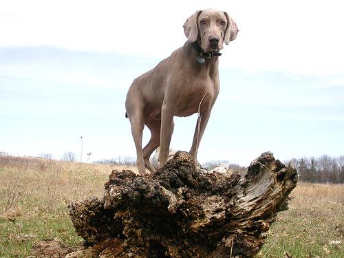 A dog image from https://images.dog.ceo/breeds/weimaraner/n02092339_7468.jpg