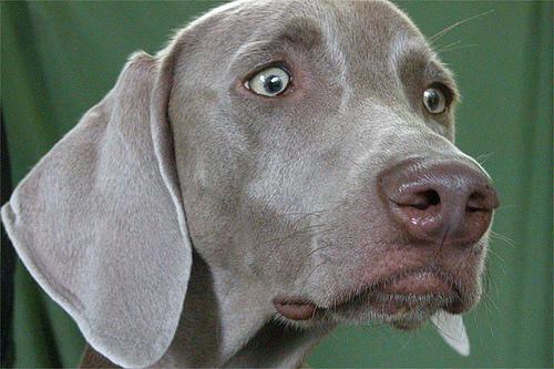 A dog image from https://images.dog.ceo/breeds/weimaraner/n02092339_7606.jpg