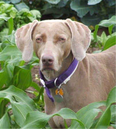 A dog image from https://images.dog.ceo/breeds/weimaraner/n02092339_7792.jpg