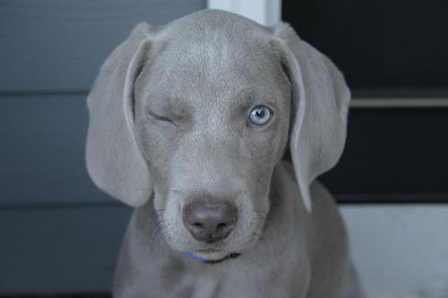 A dog image from https://images.dog.ceo/breeds/weimaraner/n02092339_7816.jpg