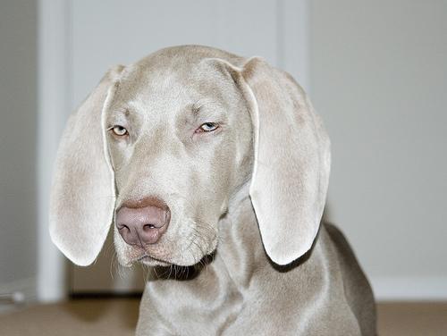 A dog image from https://images.dog.ceo/breeds/weimaraner/n02092339_8024.jpg