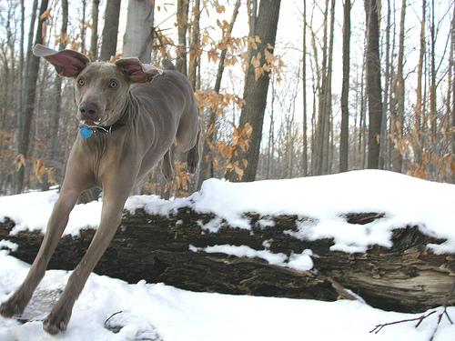 A dog image from https://images.dog.ceo/breeds/weimaraner/n02092339_8029.jpg