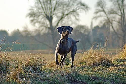 A dog image from https://images.dog.ceo/breeds/weimaraner/n02092339_93.jpg