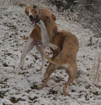 A dog image from https://images.dog.ceo/breeds/whippet/n02091134_10545.jpg