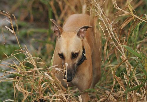 A dog image from https://images.dog.ceo/breeds/whippet/n02091134_10548.jpg