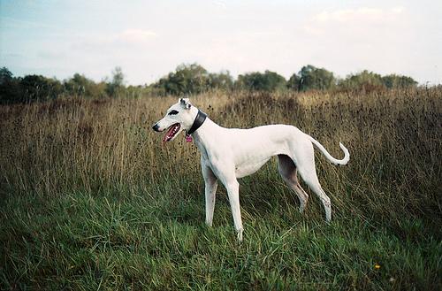 A dog image from https://images.dog.ceo/breeds/whippet/n02091134_11307.jpg