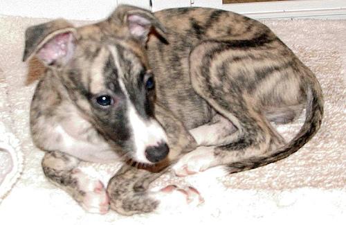 A dog image from https://images.dog.ceo/breeds/whippet/n02091134_11875.jpg