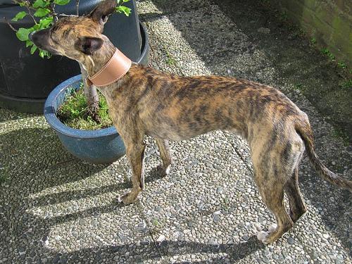 A dog image from https://images.dog.ceo/breeds/whippet/n02091134_12023.jpg