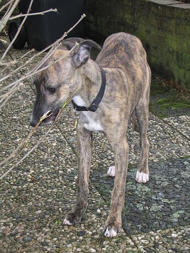 A dog image from https://images.dog.ceo/breeds/whippet/n02091134_12581.jpg