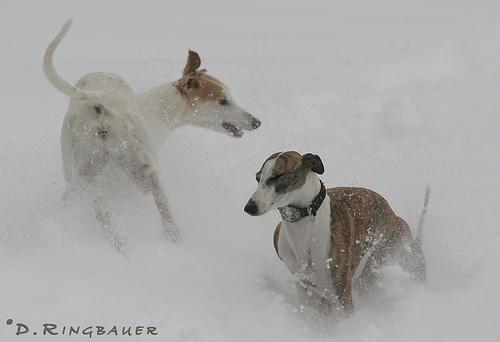 A dog image from https://images.dog.ceo/breeds/whippet/n02091134_13356.jpg