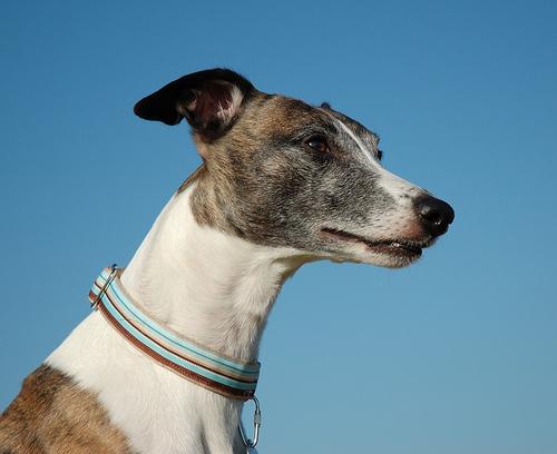 A dog image from https://images.dog.ceo/breeds/whippet/n02091134_13401.jpg