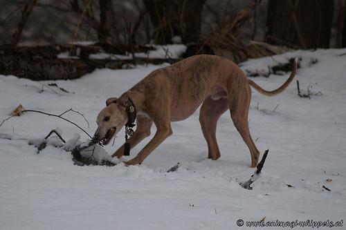 A dog image from https://images.dog.ceo/breeds/whippet/n02091134_14094.jpg