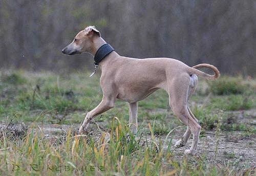 A dog image from https://images.dog.ceo/breeds/whippet/n02091134_14828.jpg