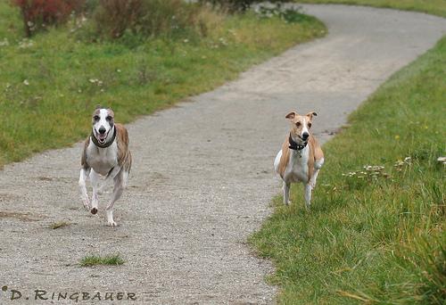 A dog image from https://images.dog.ceo/breeds/whippet/n02091134_15827.jpg