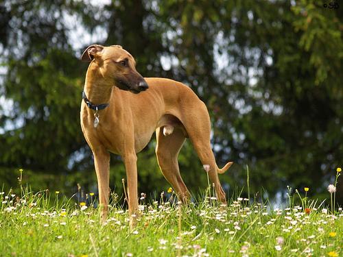 A dog image from https://images.dog.ceo/breeds/whippet/n02091134_15865.jpg