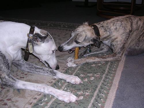 A dog image from https://images.dog.ceo/breeds/whippet/n02091134_16200.jpg