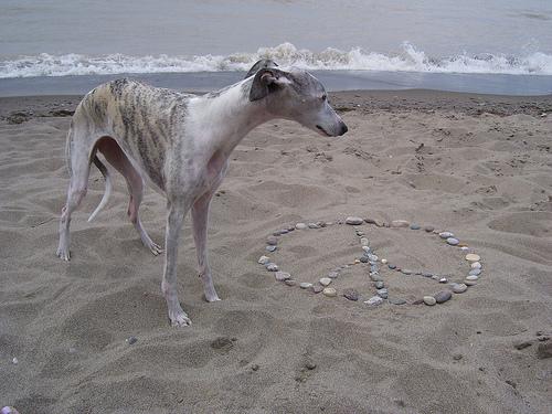 A dog image from https://images.dog.ceo/breeds/whippet/n02091134_16336.jpg