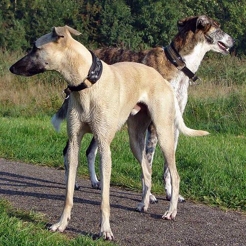 A dog image from https://images.dog.ceo/breeds/whippet/n02091134_16541.jpg