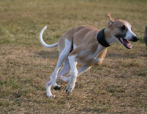 A dog image from https://images.dog.ceo/breeds/whippet/n02091134_16890.jpg